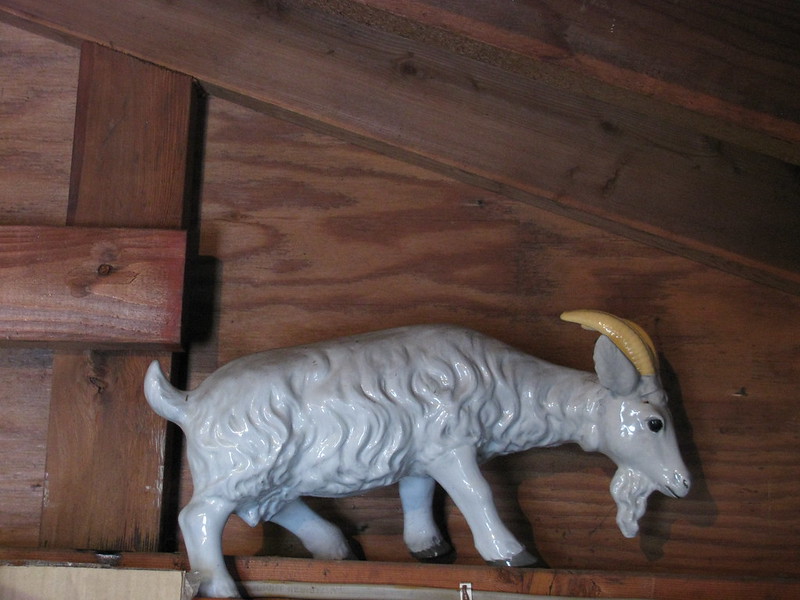 My Goat - MI00073